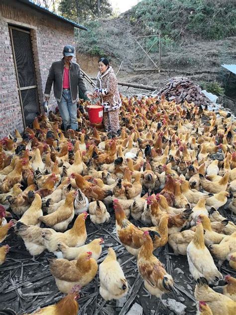 广西南宁哪家养鸡公司合作比较好