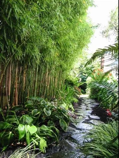 庭院种植的高端竹子