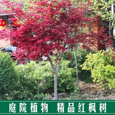 庭院红枫种植禁忌