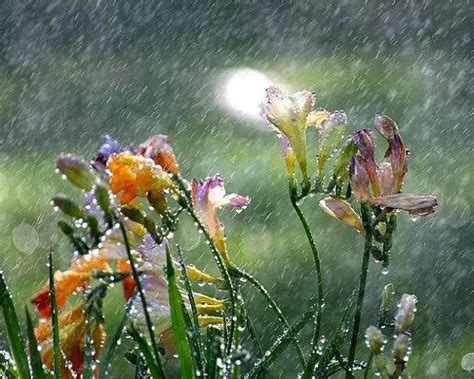 开在雨中的花朵读后感