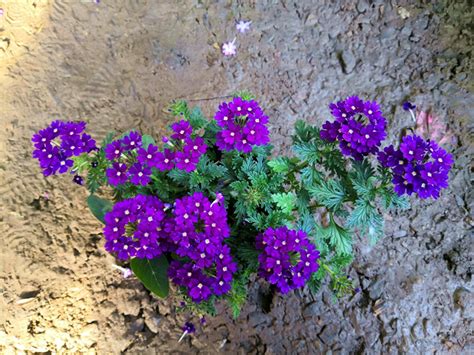 开小紫花的花叫啥名字