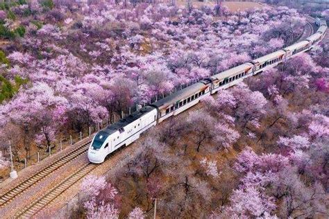 开往春天的列车北京观赏点