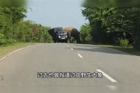 开车撞大象会怎样