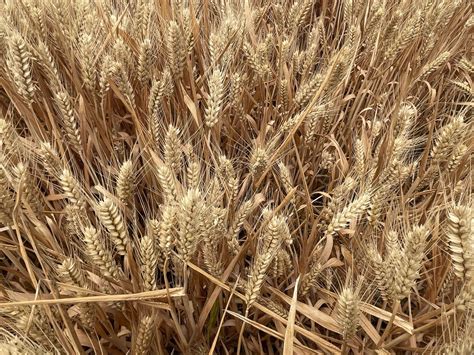 强筋优质小麦品种排名