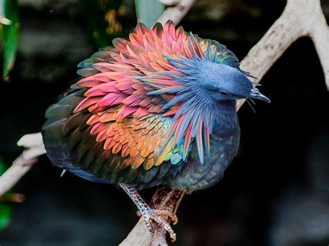 彩色羽毛的鸟的名字
