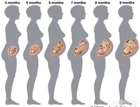 怀孕五个月会不会胎停
