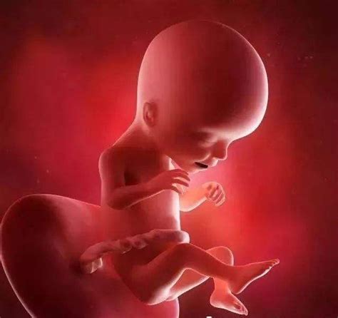怀孕17周胎儿真实图片