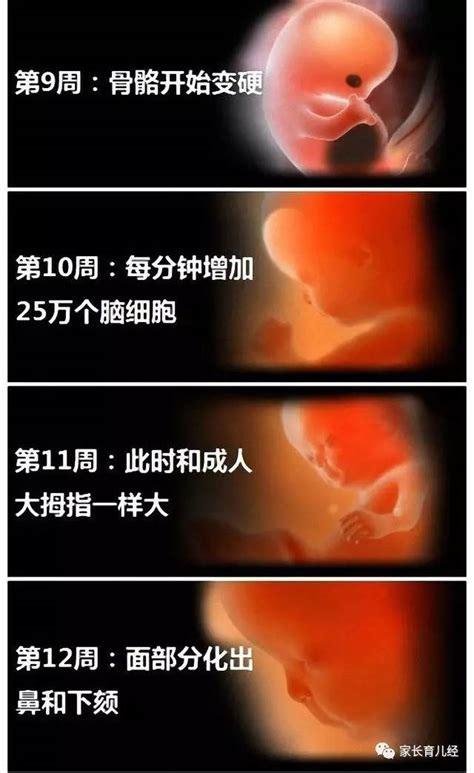 怀孕9周胎儿图片欣赏