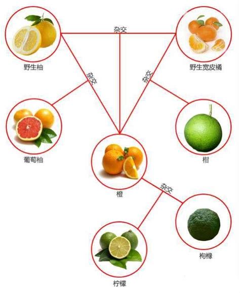 怎么区分柚子和西柚