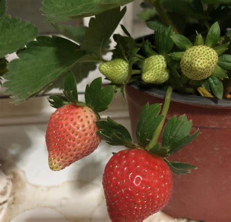 怎么种草莓籽全部步骤