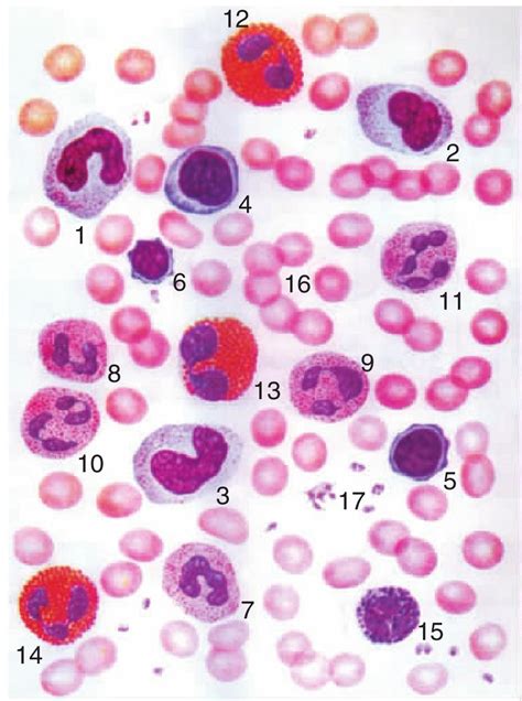 怎样区分各种血细胞