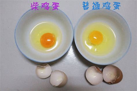 怎样区分柴鸡蛋和普通鸡蛋的区别