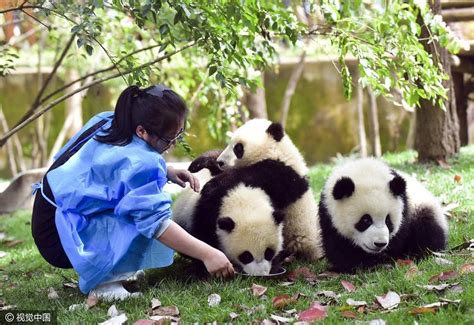 怎样应聘大熊猫饲养员