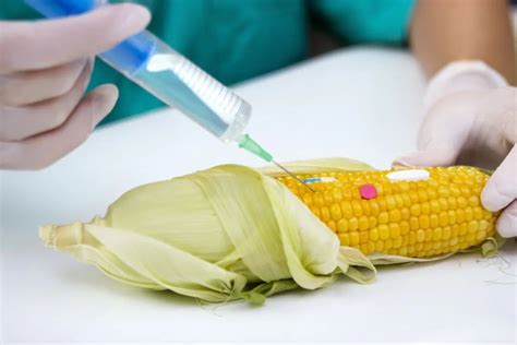 怎样的玉米是转基因的