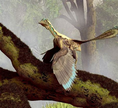 恐鸟是恐龙的后代吗