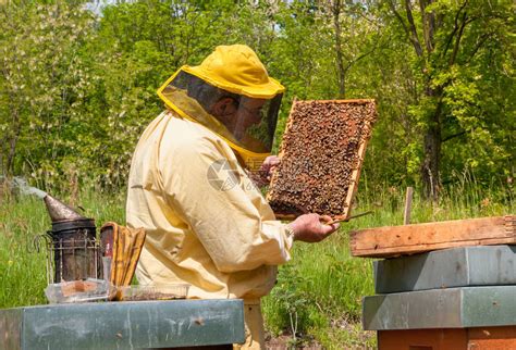想养蜂给蜂场起个什么名字