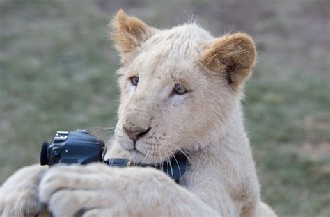 摄影师下车拍狮子被狮子吃