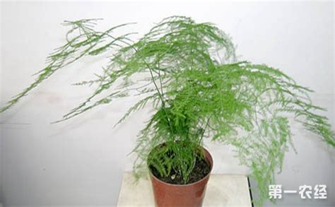 文竹的种植方法如下