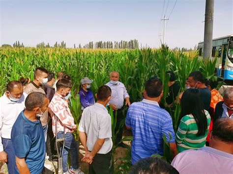 新疆农业技术推广法实施办法