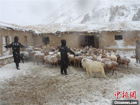 新疆暴风雪致羊群走失