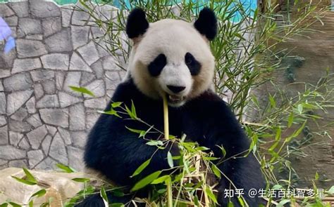 旅俄两只大熊猫增重40斤