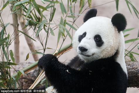 旅俄大熊猫“如意”完成首次