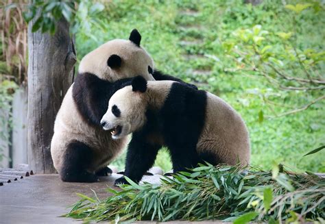 旅外大熊猫有多少