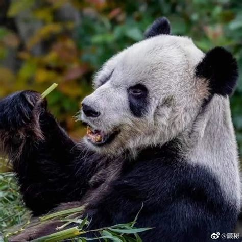 旅美大熊猫国务院回应
