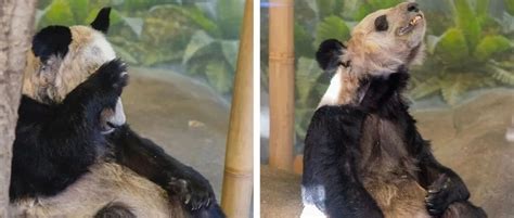 旅美大熊猫死亡各国网友评论