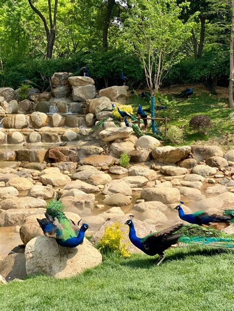 无锡动物园伤害孔雀的小孩家长