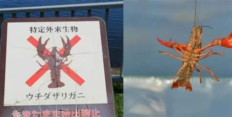 日本为什么禁止买卖小龙虾