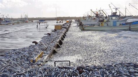 日本北海道海边出现大量沙丁鱼