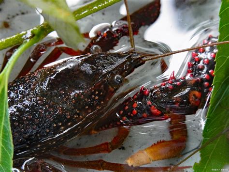 日本将禁止出售和放生小龙虾