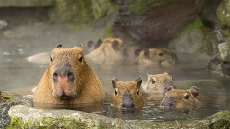 日本水豚泡温泉