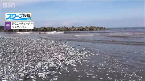 日本海滩上发现大量死亡的沙丁鱼