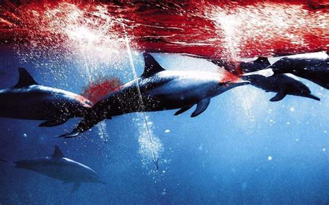 日本海豚湾真实图片