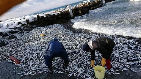 日本海边沙丁鱼大批死亡事件