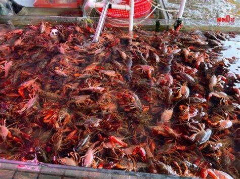日本的小龙虾为何没在中国泛滥