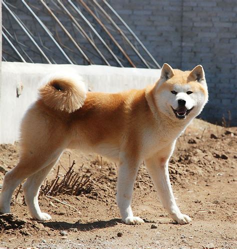 日本秋田犬有哪些品种