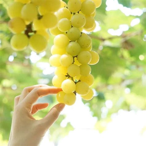 日本葡萄中的爱马仕是啥品种