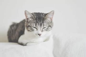 日系猫咪名字
