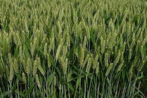 旱地种什么品种的小麦好