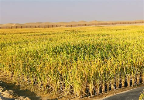 旱地稻谷种植方法