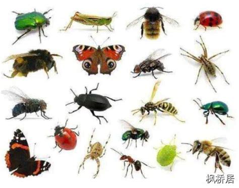 昆虫通常生活在哪些环境中