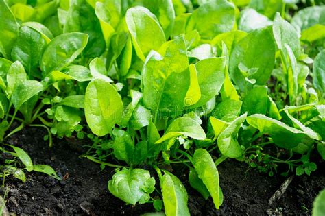 春季露地菠菜种植方法