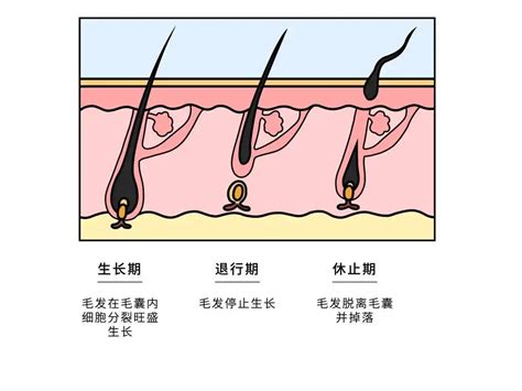 显微镜下毛发生长期和静止期区别