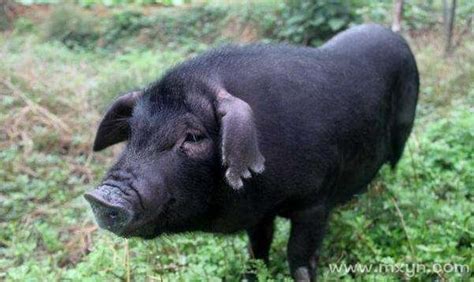 晚上做梦梦见黑猪是什么意思