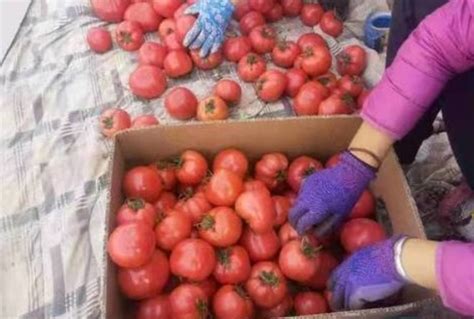 普罗旺斯西红柿多少钱一斤