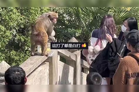 景区女子喂养猴子被扇耳光