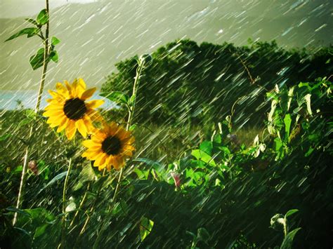 暴雨中向日葵